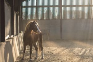 Redmills horse